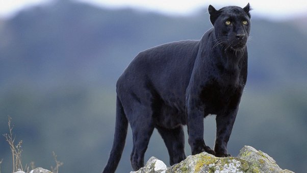 Land reform in South Africa: how one community set up a successful game reserve