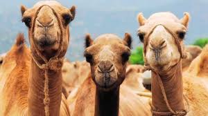 High and dry: will India's swimming camels be the last of their kind?