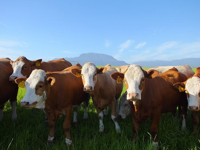  Cattle crisis exposes overlooked skills gap -South Africa 