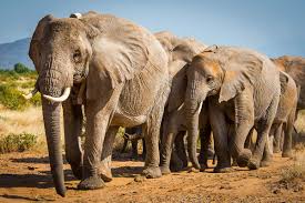 African forest elephants: new data reveal a clearer, urgent picture