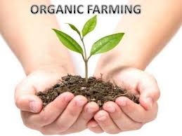 The Great Organic-Food Fraud