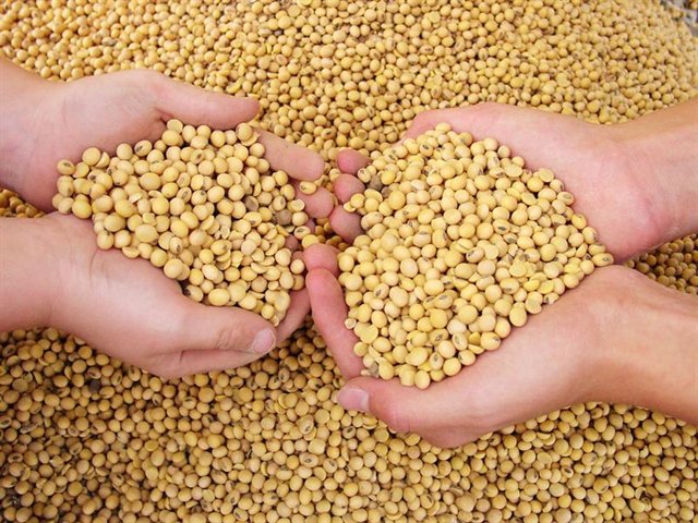 Grain Market Review: Oilseeds-2019