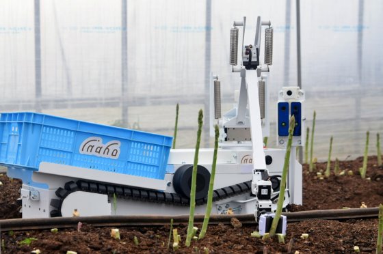 Autonomous asparagus harvesters minimise labour