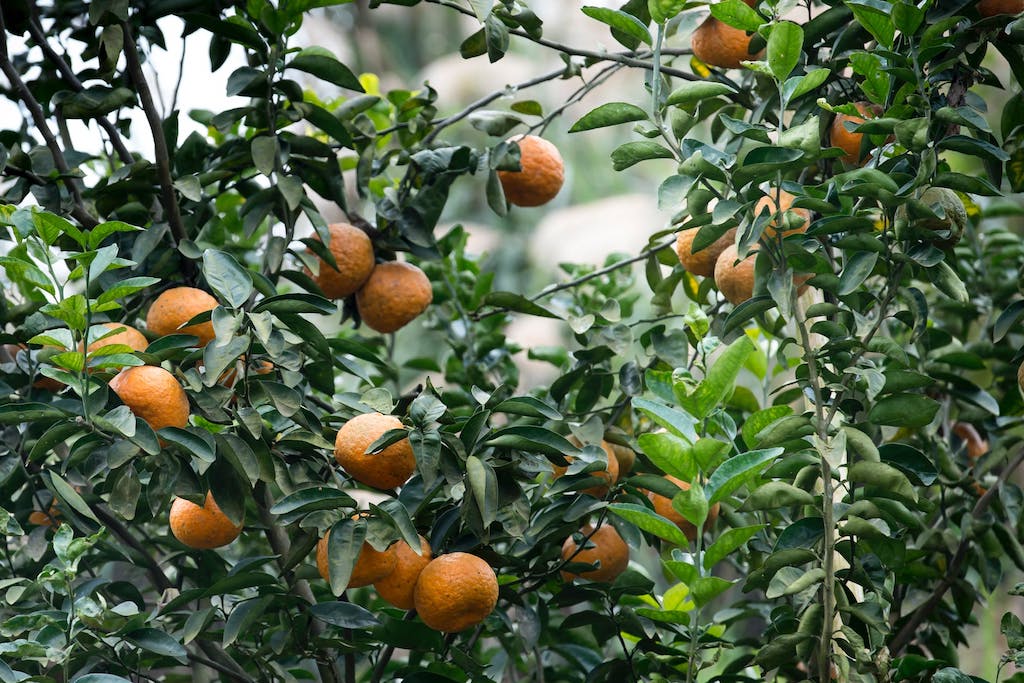 To combat citrus greening, farmers are spraying medically important antibiotics on their trees