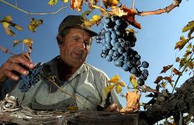 The aging farmer population in Europe