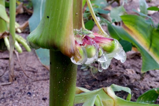 Nitrogen-fixing maize – with or without biotech?