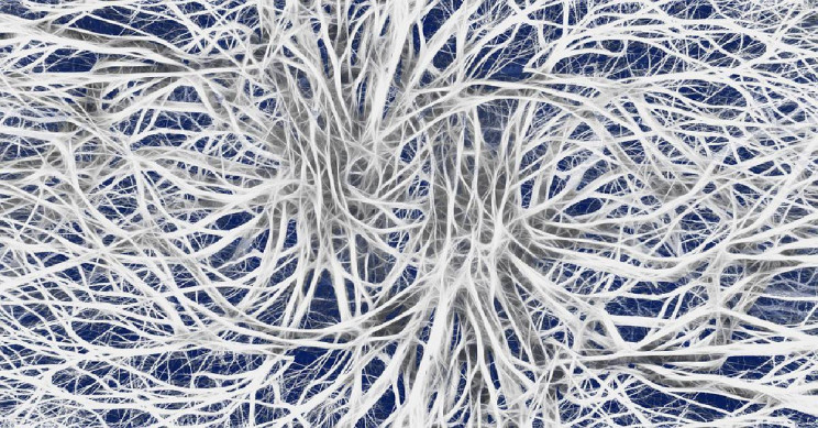 Scientists Map out the Entire Neural Wiring of an Animal's Nervous System